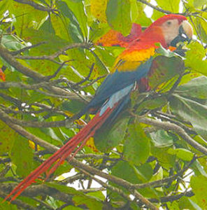 Photo I took of a scarlet macaw in Costa Rica.